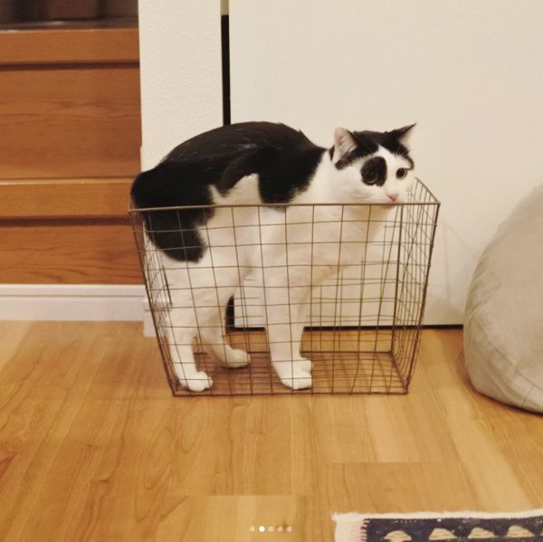 箱に入りたがる猫