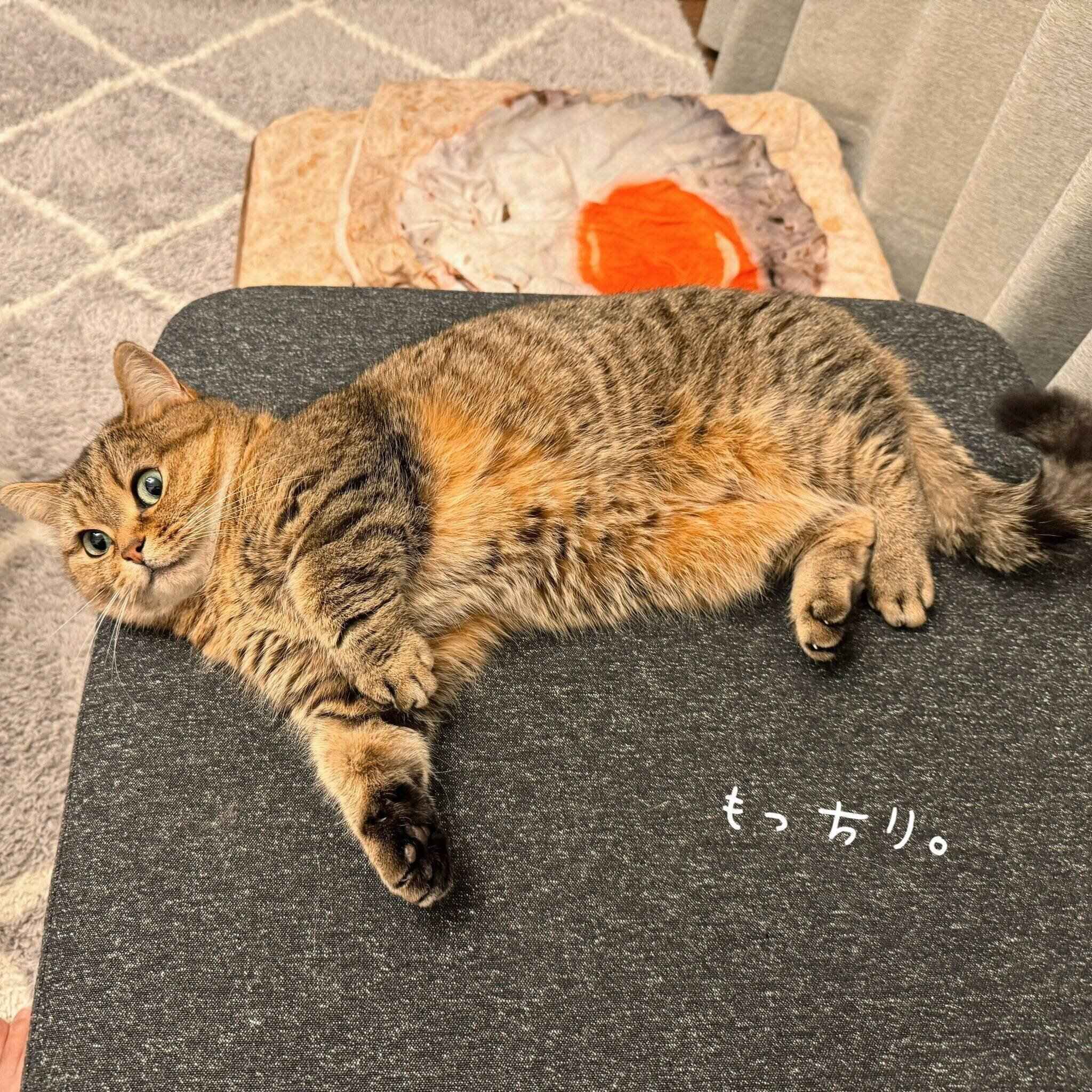 寝転がるきなこちゃん