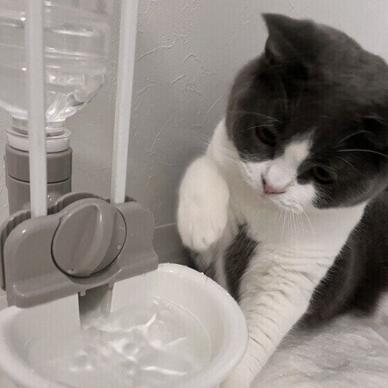 ブリティッシュショートヘアのまめちゃん