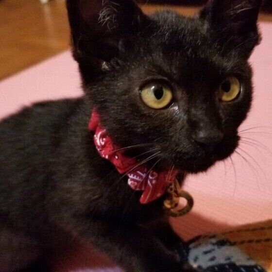 黒猫のおはぎちゃん