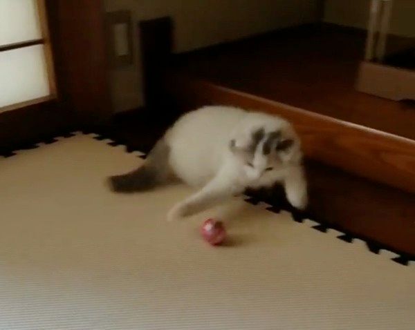 遊ぶスコティッシュフォールド