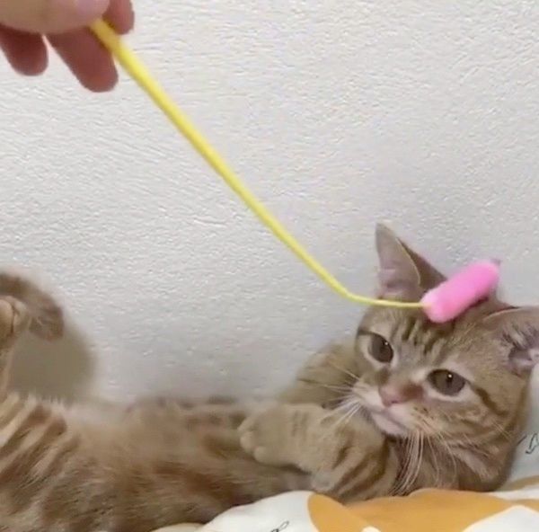 物音が気になる猫