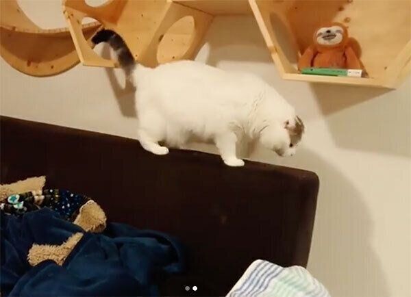 角を見つめるライくん