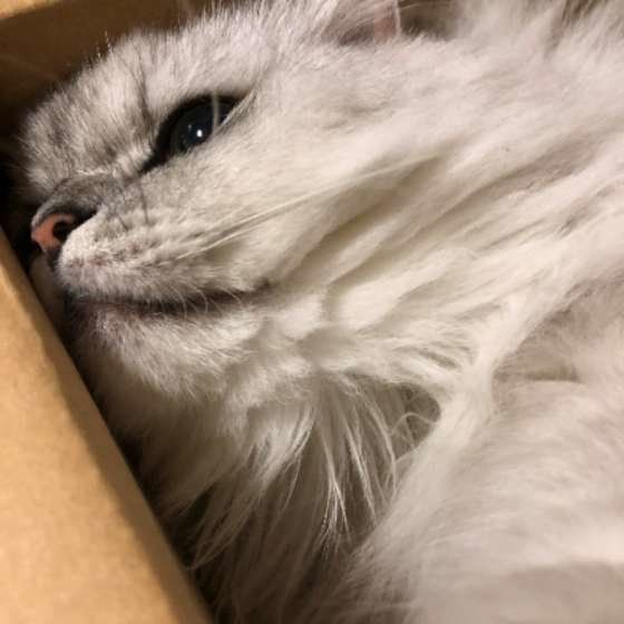 チンチラシルバー