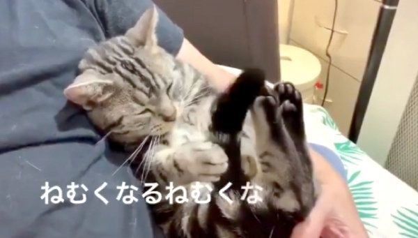 催眠術をかけるアメリカンショートヘア