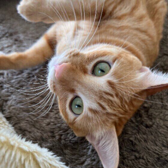 ころんと寝転がる茶トラ猫