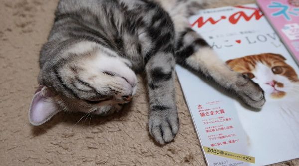 飼い主の気を引こうとする猫