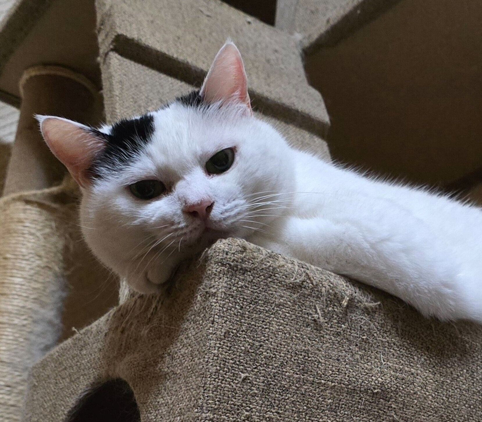 飼い主さんのことを監視するチロちゃん
