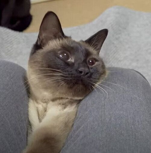 飼い主さんのズボンの間で遊ぶ猫 ヒョコッとあらわれる動きが可愛い ねこのきもちweb Magazine