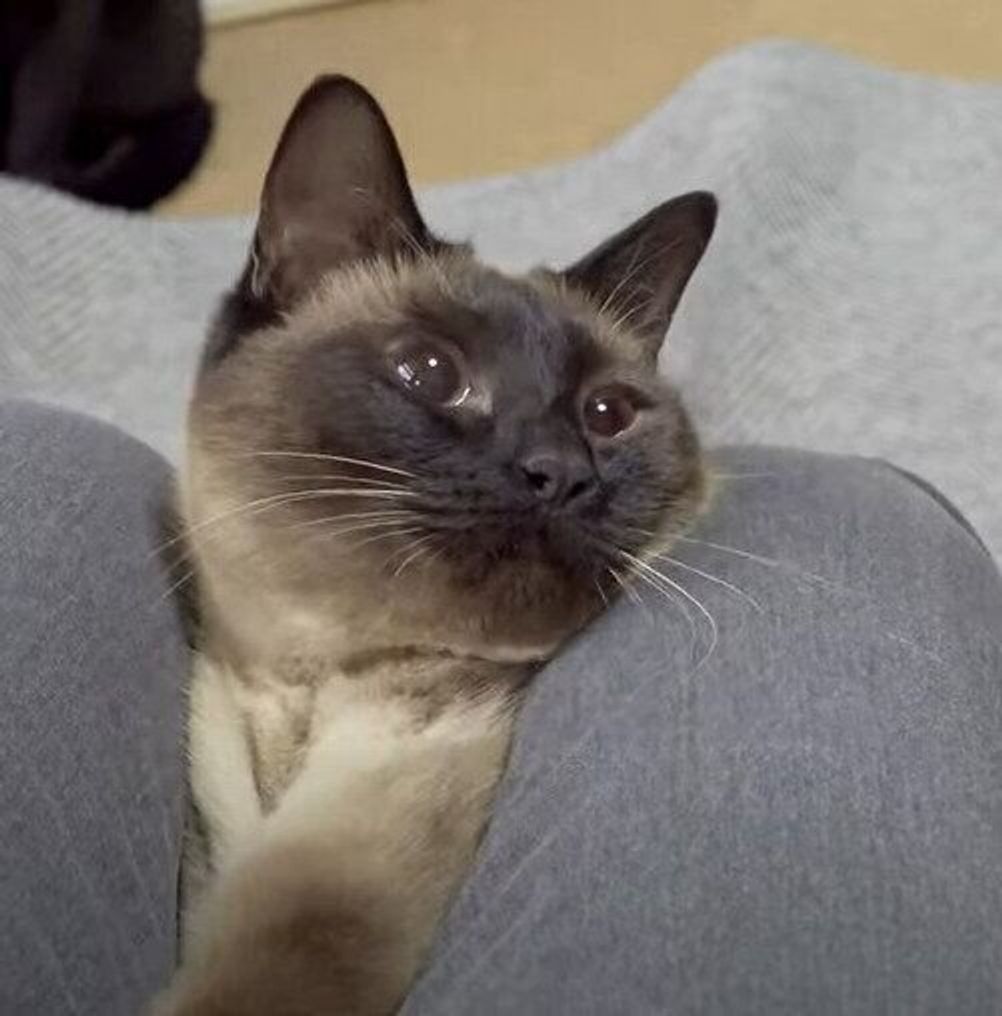 飼い主さんのズボンの間で遊ぶ猫 ヒョコッとあらわれる動きが可愛い ねこのきもちweb Magazine 飼い主さんのズボンの間で遊ぶ猫 ヒョコッとあらわれる動きが可愛い ねこのきもちweb Magazine