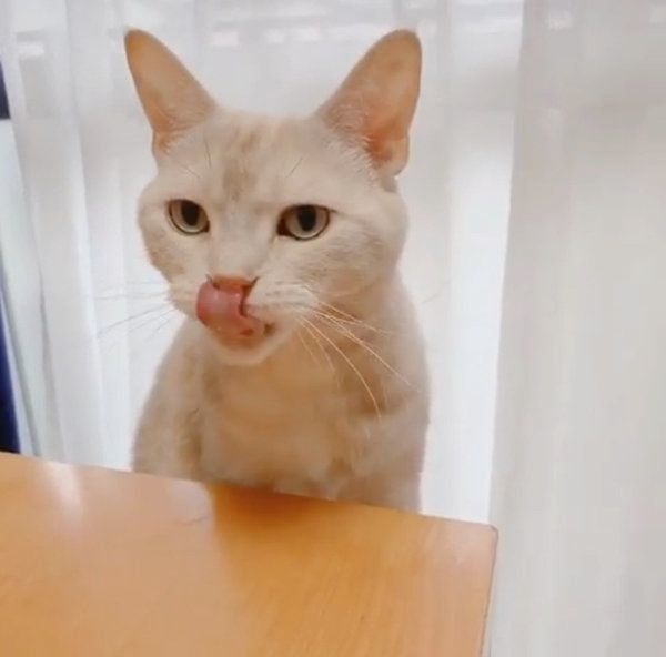 ちゅ〜るの余韻が長いアメリカンショートヘア