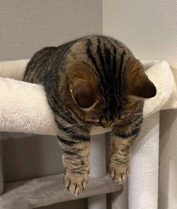 前足をだら〜んとするもなちゃん