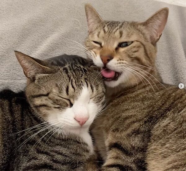 とら丸くんの耳をはむはむする、らん丸くん