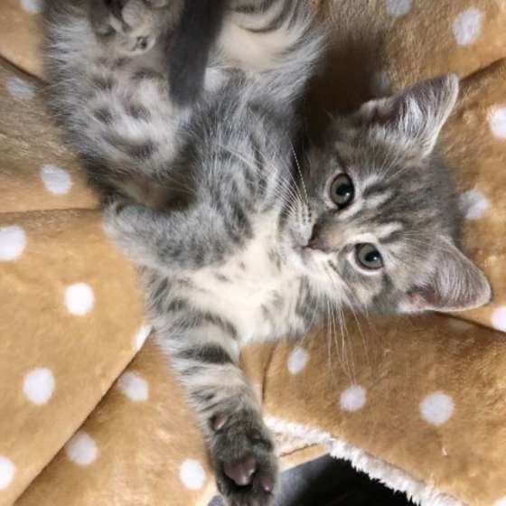 寝転がるマンチカン