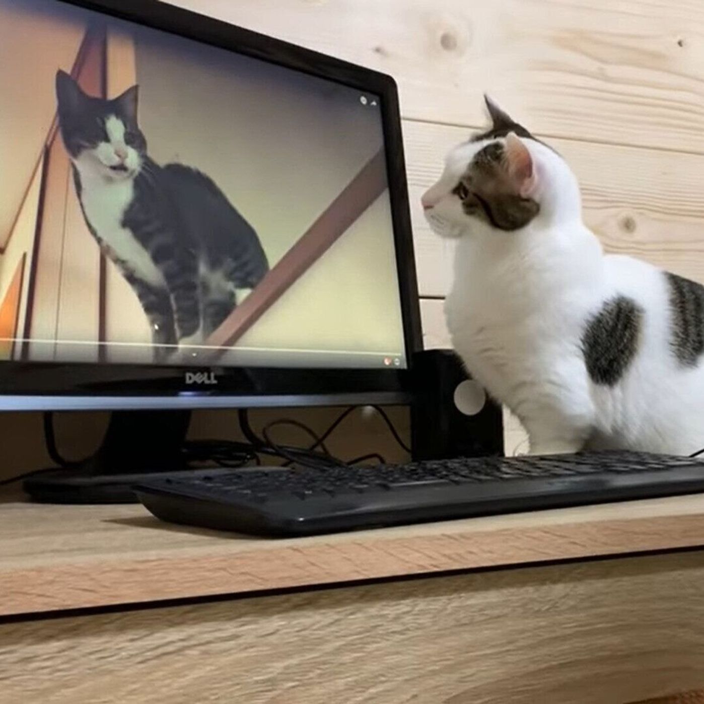 最高のリアクション 動画と現実がごっちゃになる親子猫 画面から消えたお互いの姿を追いかける ねこのきもちweb Magazine 最高のリアクション 動画と現実がごっちゃになる親子猫 画面から消えたお互いの姿を追いかける ねこのきもちweb Magazine