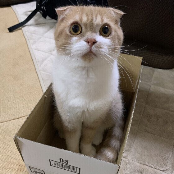 ミヌエットのうにちゃん