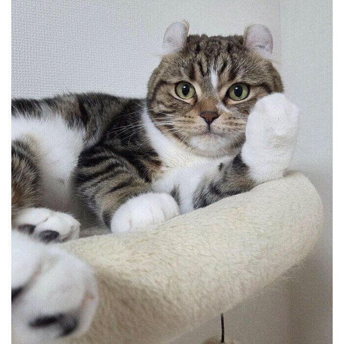 キャットタワーでくつろぐるちくん