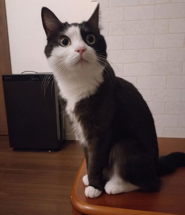 テーブルの上に乗るはるちゃん