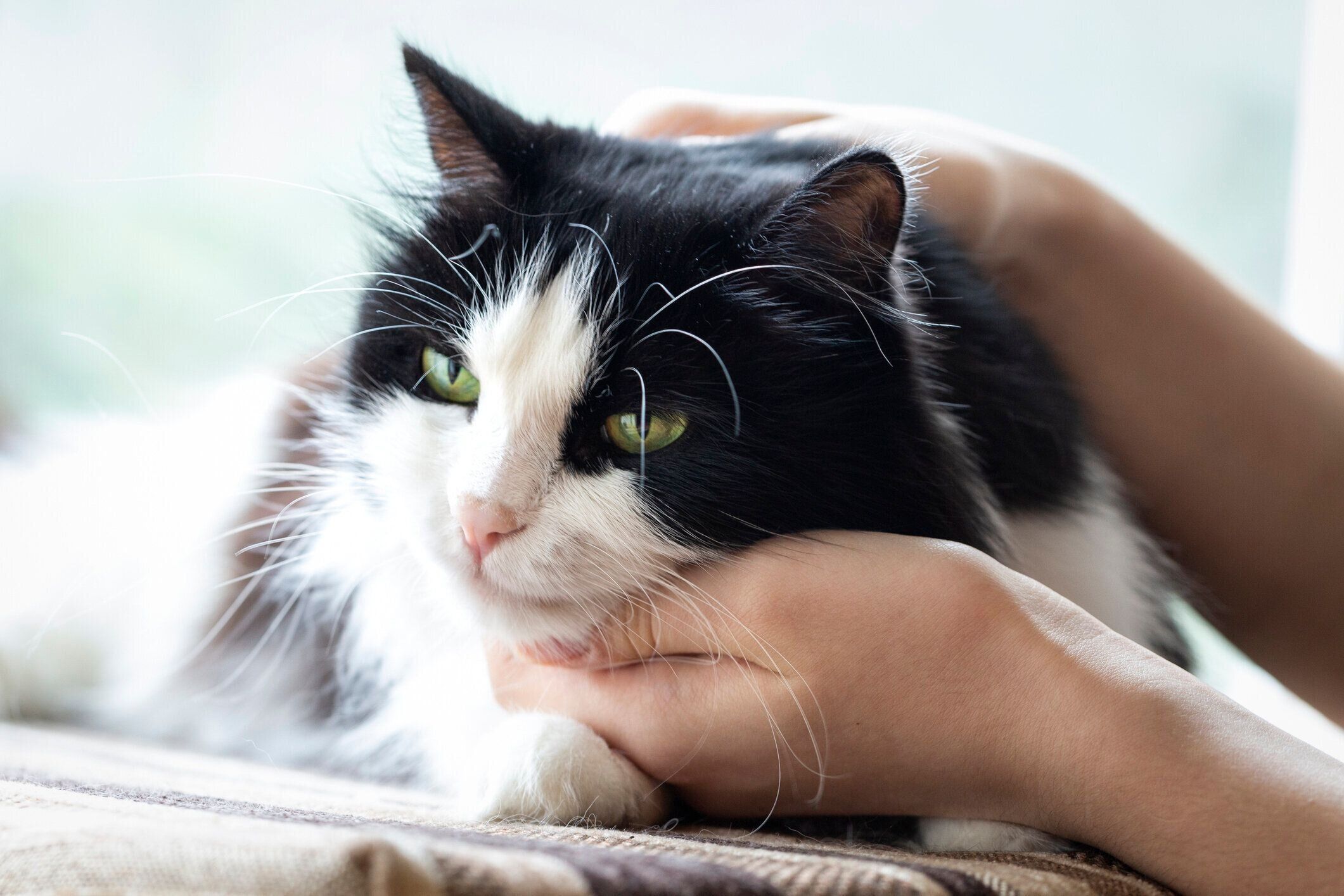 飼い主さんになでられる猫