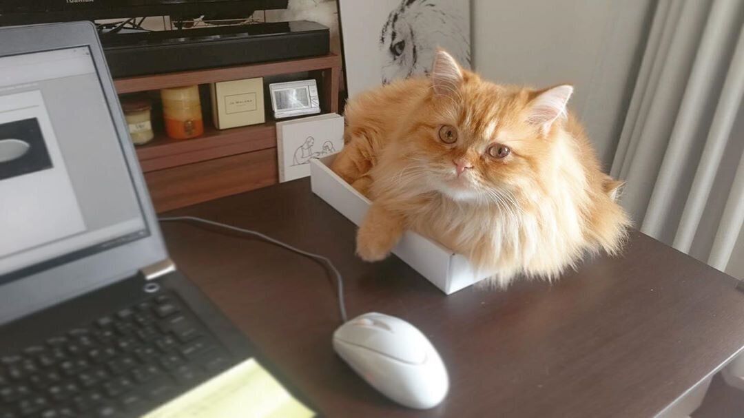 これでテレワークもバッチリ 目からウロコの ネコハラ 対策とは ねこのきもちweb Magazine