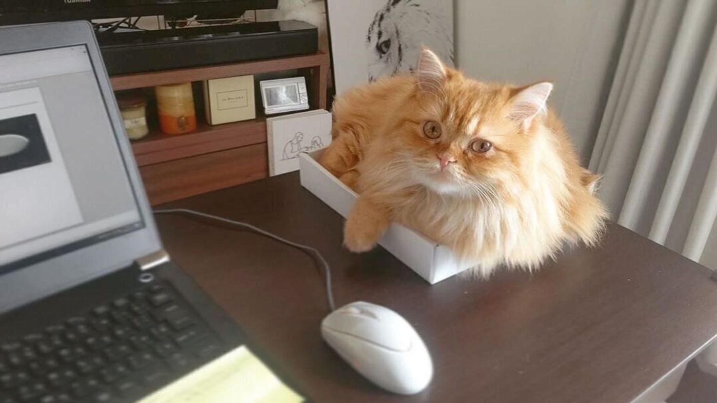 これでテレワークもバッチリ 目からウロコの ネコハラ 対策とは ねこのきもちweb Magazine これでテレワークもバッチリ 目からウロコの ネコハラ 対策とは ねこのきもちweb Magazine