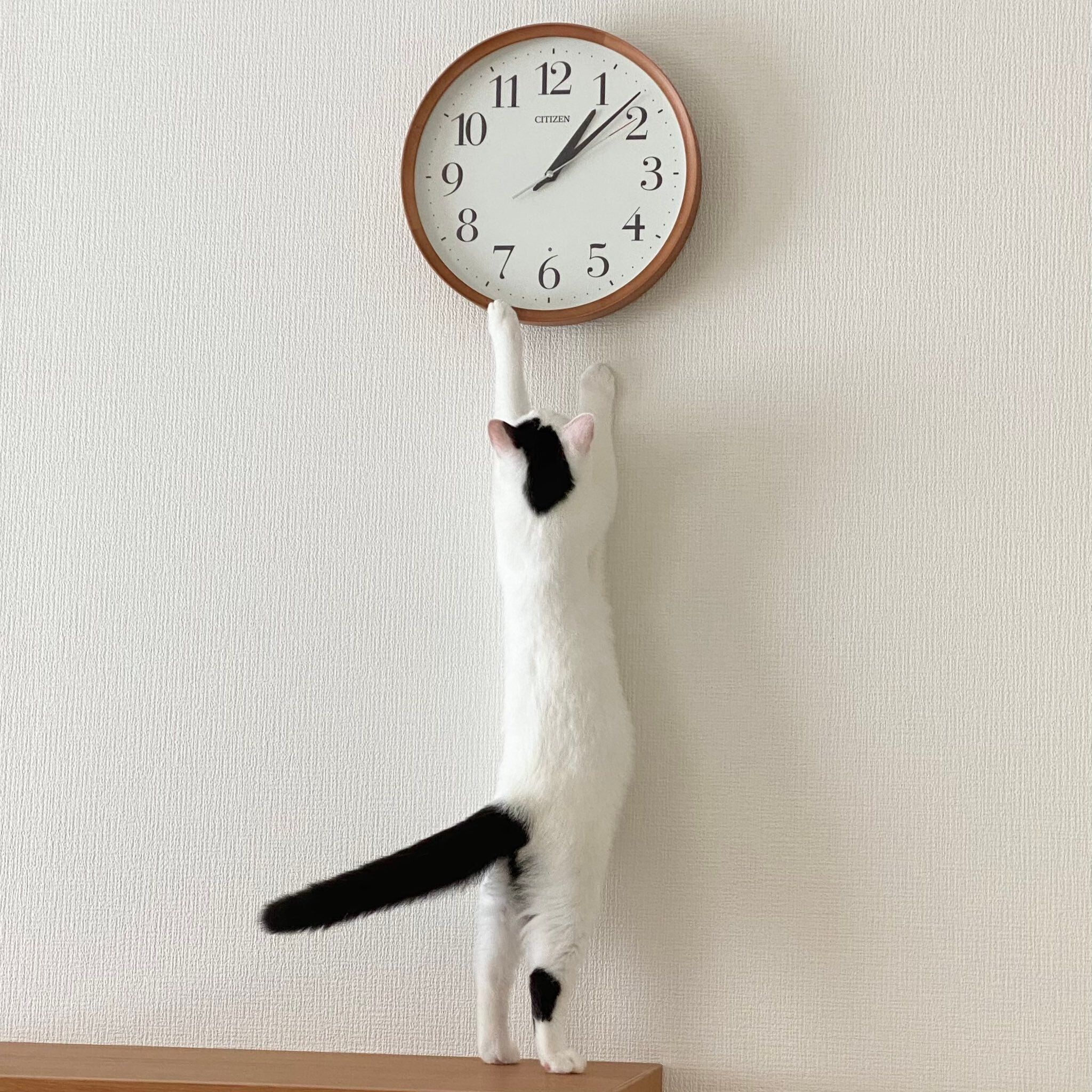 生後4カ月のマンチカン