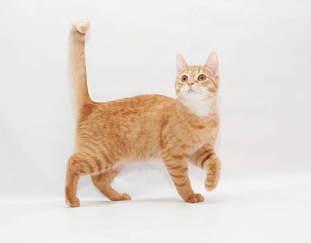 しっぽを立てて歩く猫