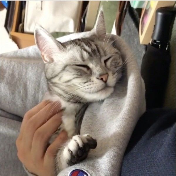 アメリカンショートヘアー