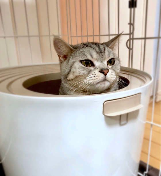 トイレ中のアメリカンショートヘア