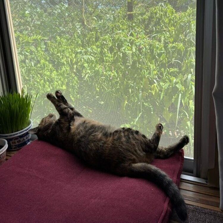 肉球を空に向けて寝転がるメルモちゃん