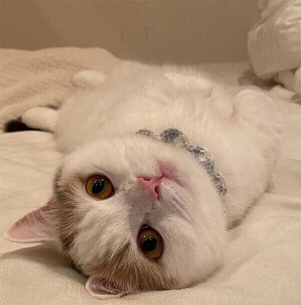 見つめるしらすちゃん