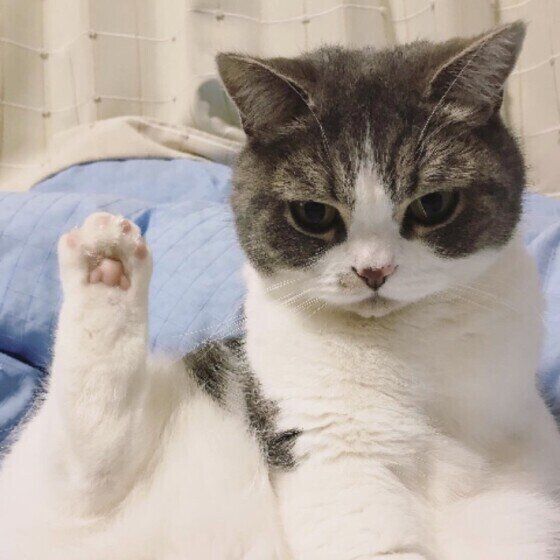 スコティッシュフォールドのタムちゃん