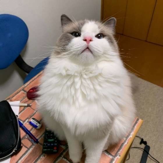 机の上に乗るラグドール