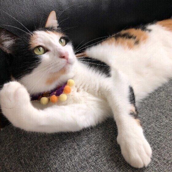 可愛いポーズをとる三毛猫