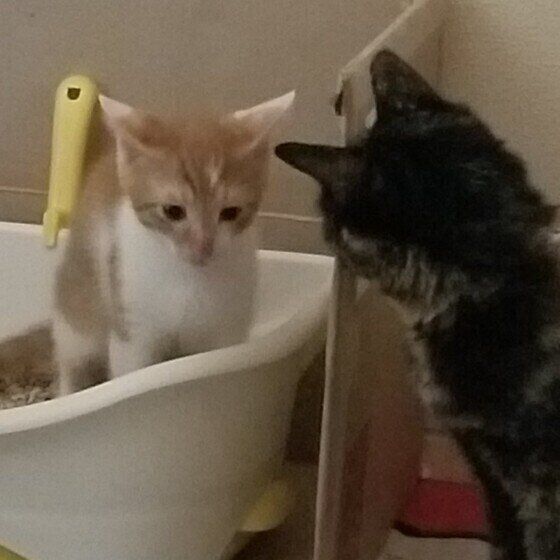 トイレに入る猫