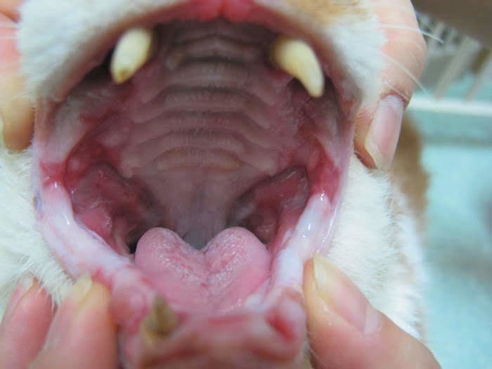 口内炎で口が腫れる猫