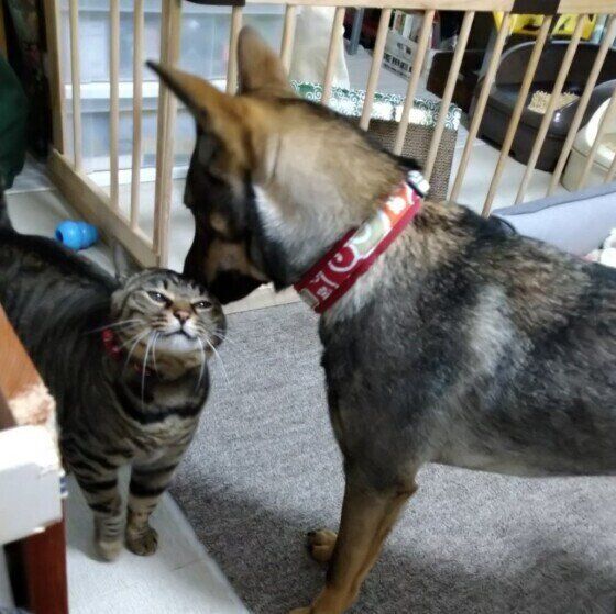 キジトラのきなこちゃん