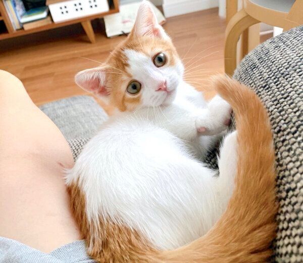 くつろぐもち丸くん