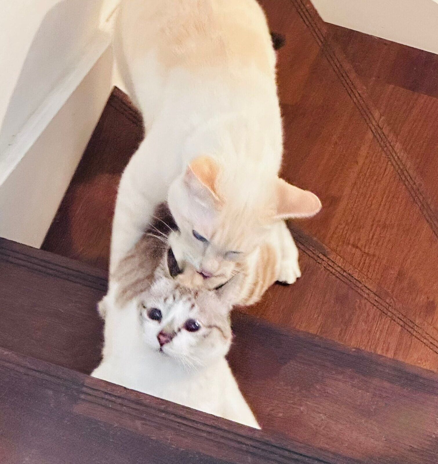 ミントちゃんのしつけをするリリィちゃん