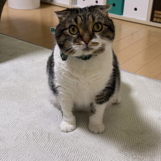 ガン見マンチカン