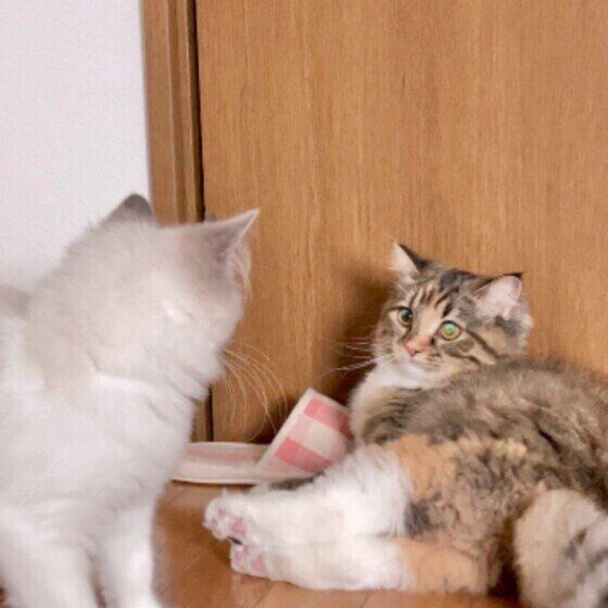 ニャンプロ直前のサイべリアン