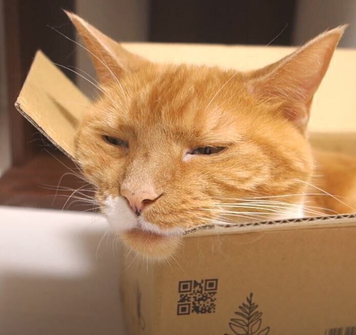 段ボールに入る茶トラ猫