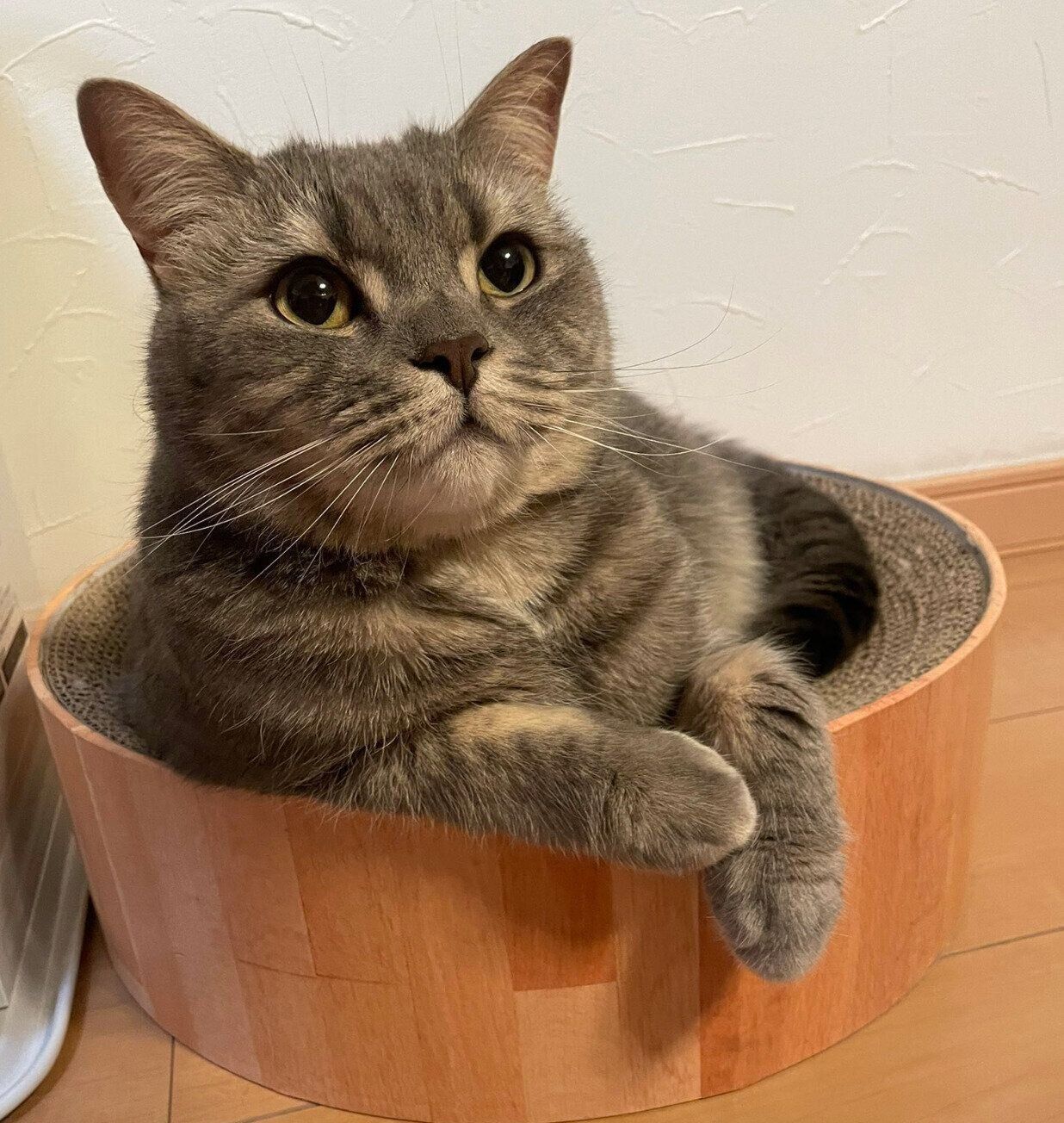 まったりする凛太郎くん