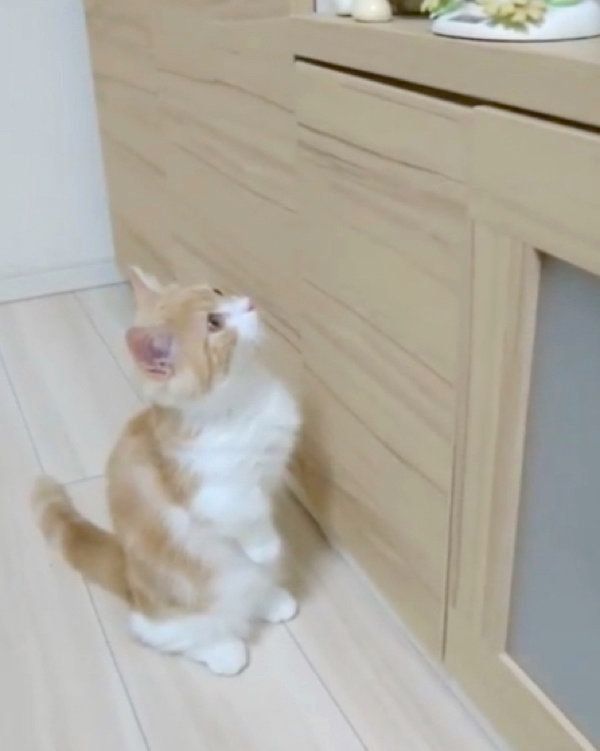 後ろ足で立つミヌエット