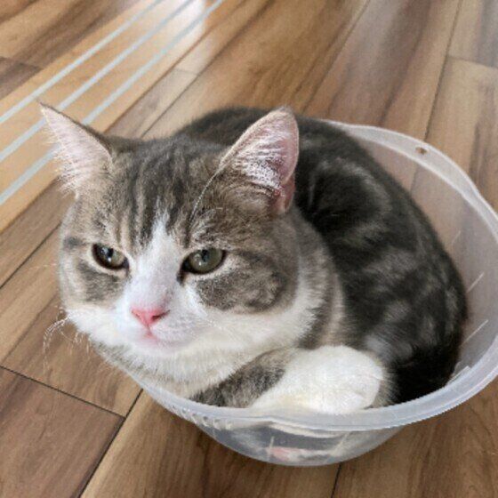 ブリティッシュショートヘアのたまくん♪