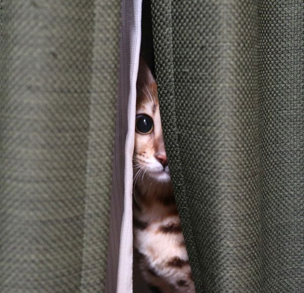 カーテンの後ろから監視する猫