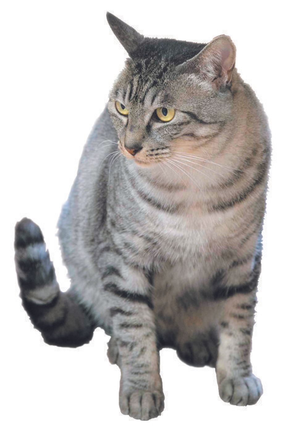 獣医師監修 猫の性別 猫種 毛柄による違い 特徴や性格 お世話方法 ねこのきもちweb Magazine 獣医師監修 猫の性別 猫種 毛柄による違い 特徴や性格 お世話方法 ねこのきもちweb Magazine