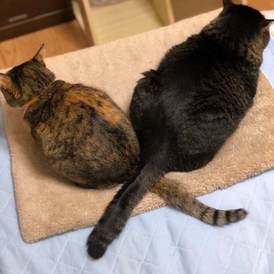 尻尾をクロスするキジトラ