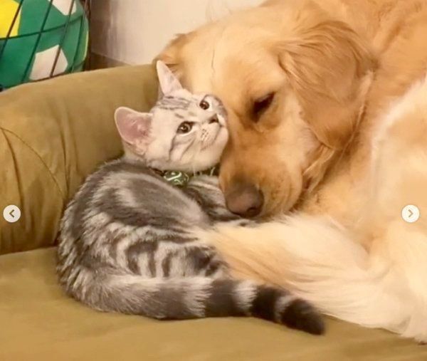 あずきちゃんの子守りをするベガちゃん