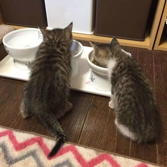 MIX・ムギちゃんとホップちゃん・はじめてのごはん